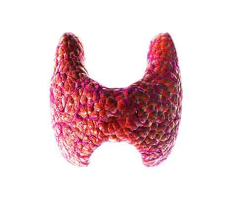 thyroid-gland